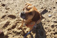 Zelda-from-Louies-Legacy