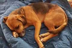 Zelda-from-Louies-Legacy2