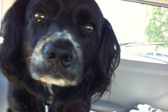 rescue-Astro-McNamara