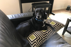 rescue-Birdie-McNamara