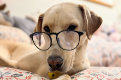 rescue-Oishii-from-Barkville