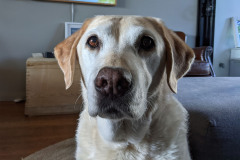 rescueMillie-from-Sydney