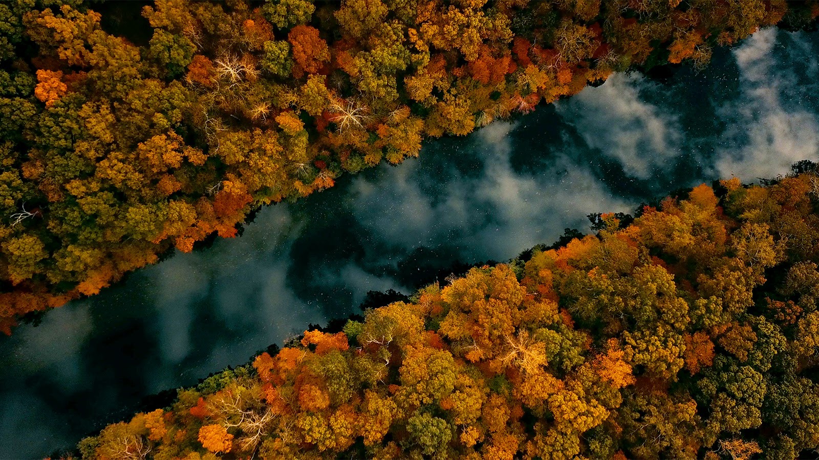 Aerial shot of autumn trees in Tennessee