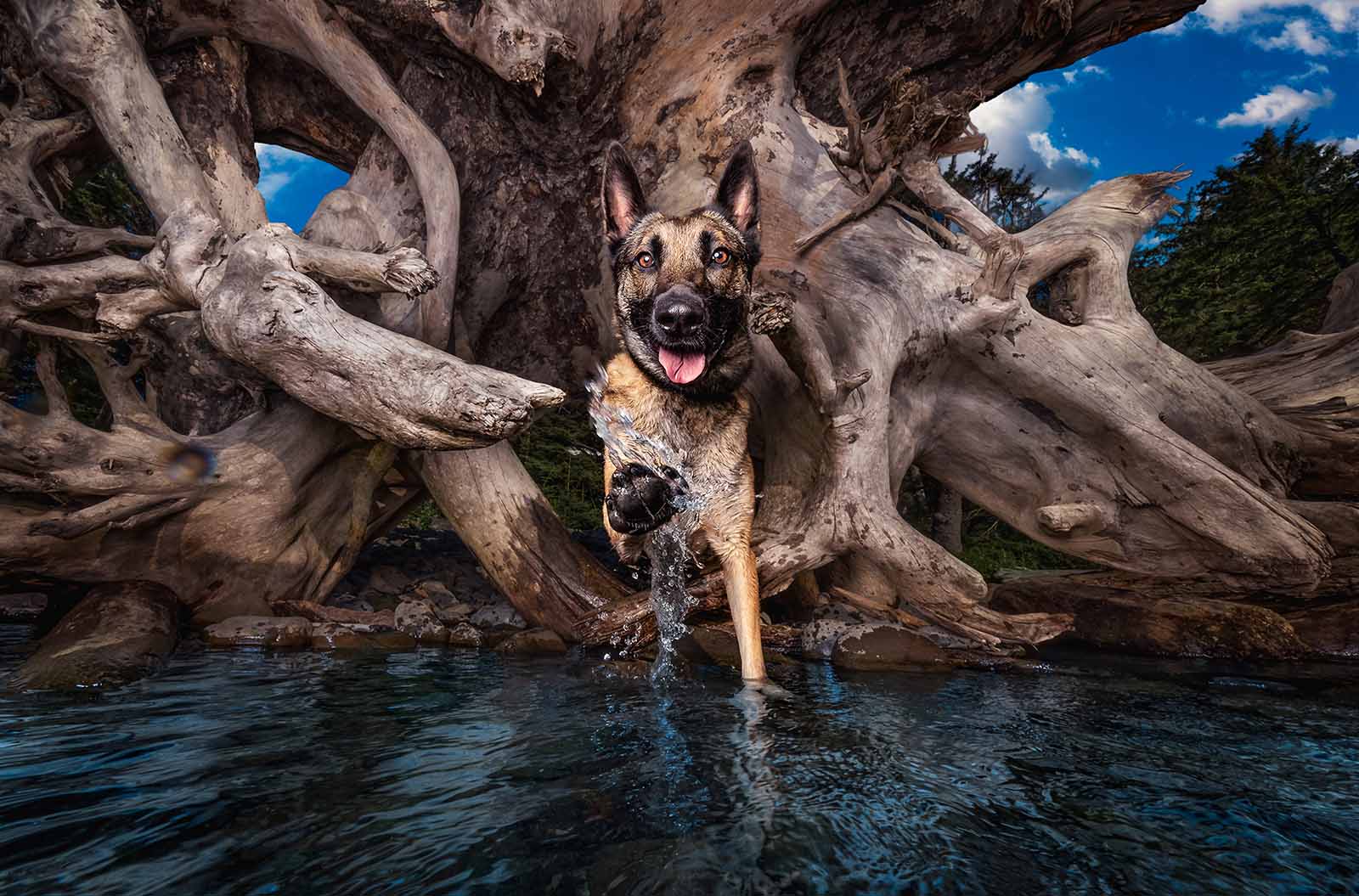 Here are shelter dog Vigo's adoption photos before and after Dog Breath's Greatest Adventure.