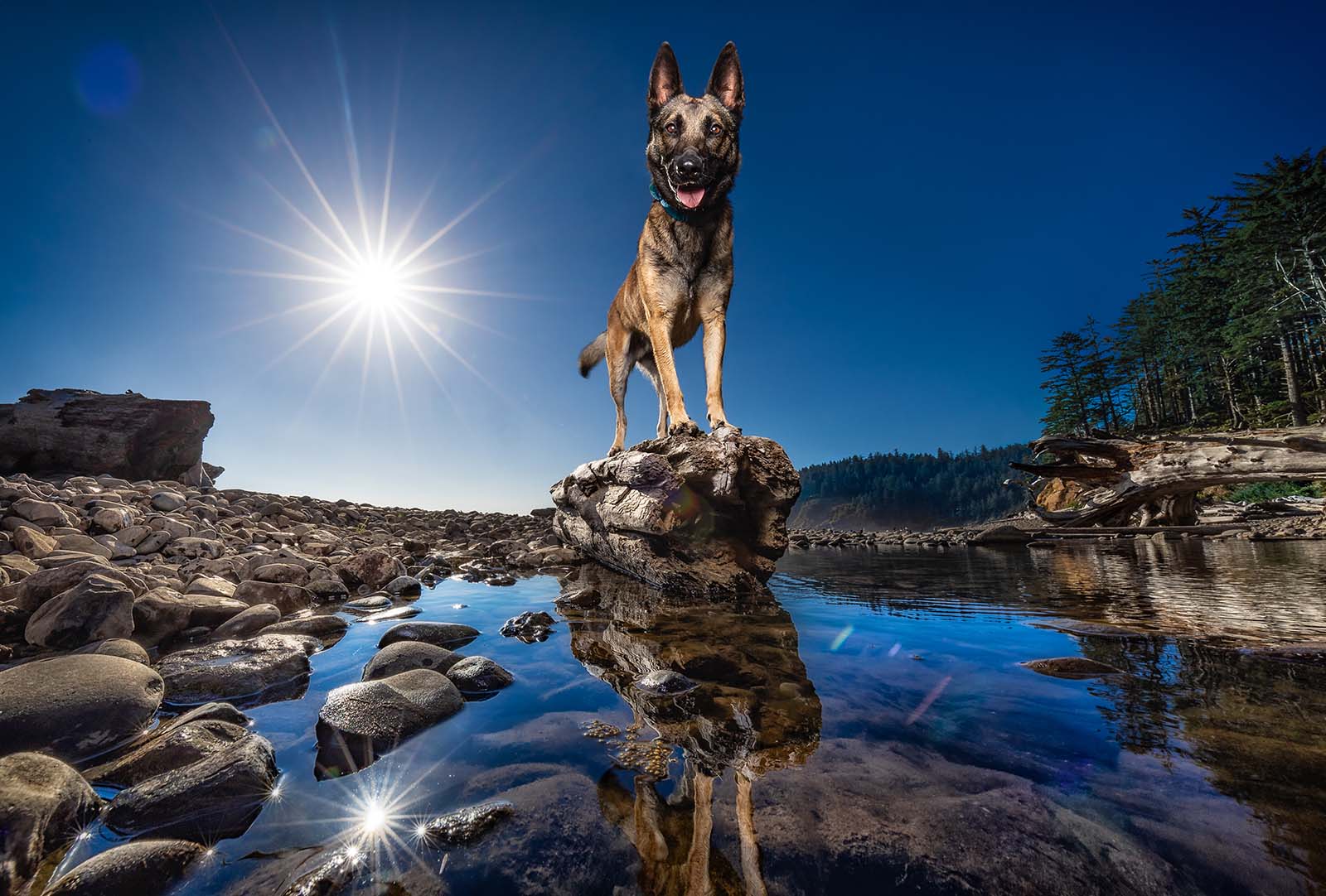 Here are shelter dog Vigo's adoption photos before and after Dog Breath's Greatest Adventure.