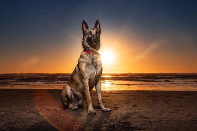 Here are shelter dog Vigo's adoption photos before and after Dog Breath's Greatest Adventure.