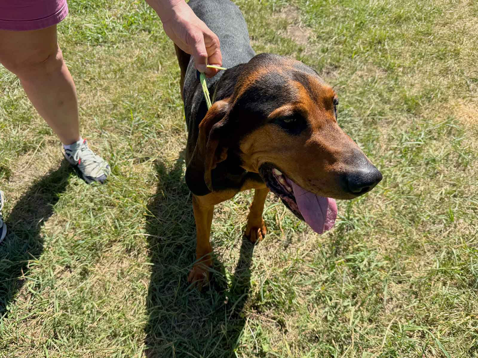 Dog Breath's first Greatest Adventure dog, Rhett, before...