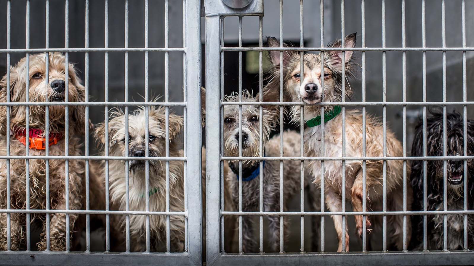 Each year, approximately 920,000 shelter animals are euthanized, but thanks to organizations like Dog Breath, that number is starting to decline. Image © Dog Breath Photography